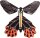 Schmetterling 4er Set