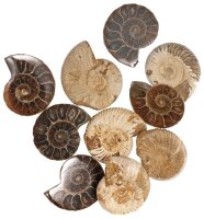 Arch&auml;ologieset "Ammonite" 2-tlg.