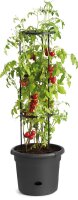 Tomatentopf