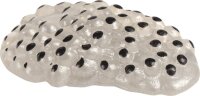 Lebenszyklen Frosch