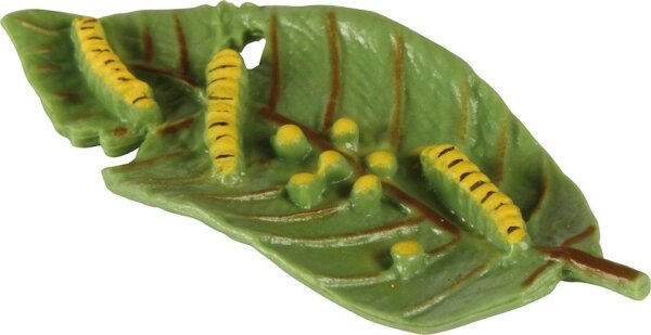 Lebenszyklen Schmetterling