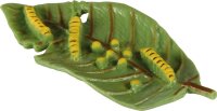Lebenszyklen Schmetterling