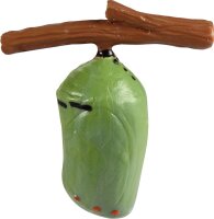 Lebenszyklen Schmetterling