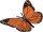 Lebenszyklen Schmetterling