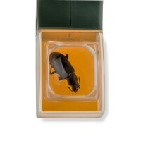 Insektenf&auml;nger lang