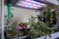 Gew&auml;chshaus mit LED-Beleuchtung