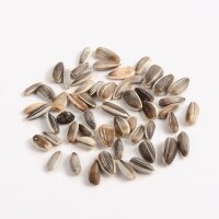 Saatgutset Sonnenblume 24 St&uuml;ck