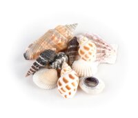 Muscheln im Organzabeutel