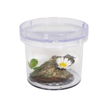 Lupendose, D 7,5 cm - Ausverkauft -
