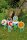 Gartenblumen 6er Set