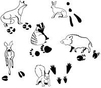 Tierspurenstempel 12er Set